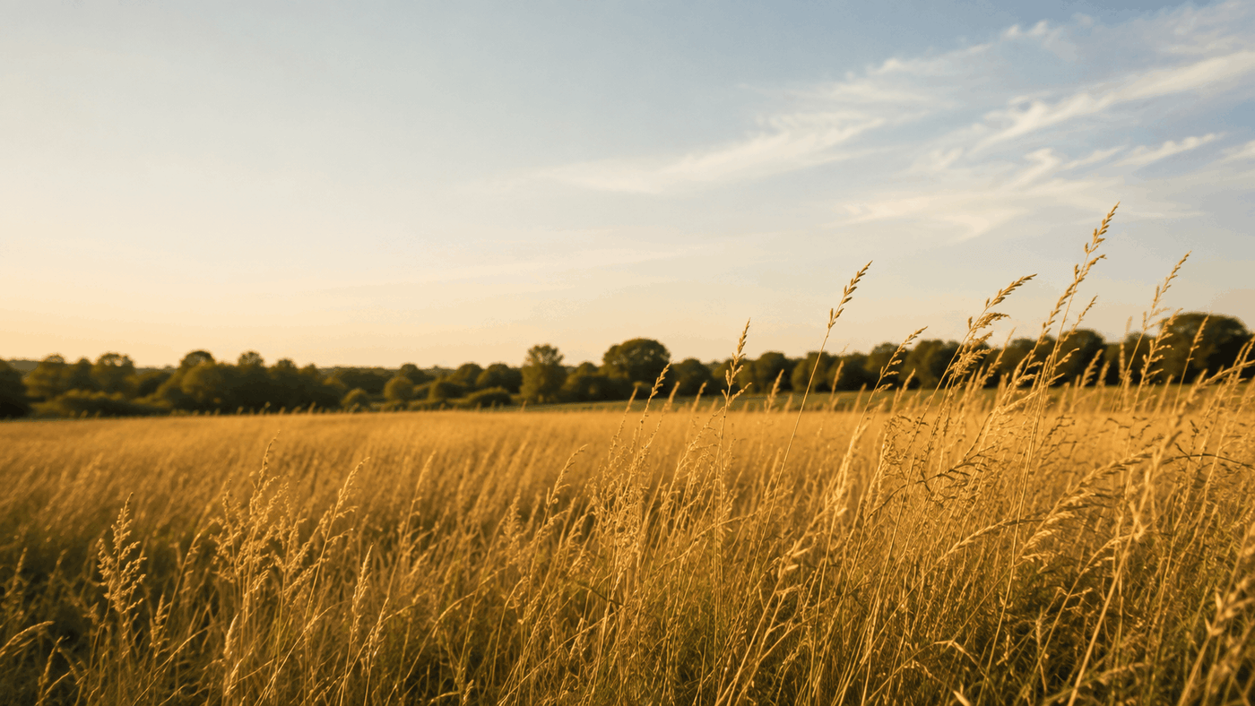 Tall meadow grass standing completely still in warm late-afternoon sunlight, with a soft tree line on the distant horizon