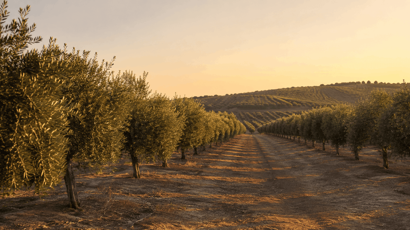 "Grove Rows, Golden Hour"