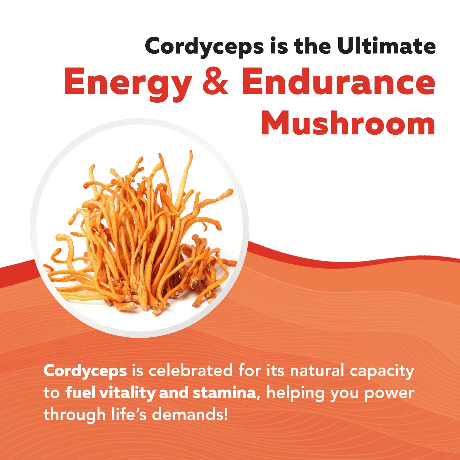 MycoMax Cordyceps Mushroom Extract Capsules - 70% Beta Glucans