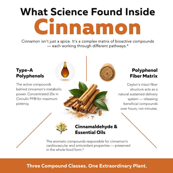 SoActive Cinnamon