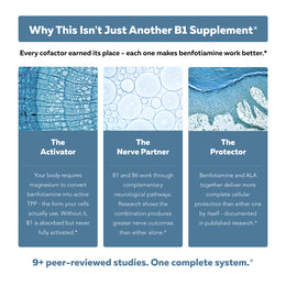 BioActive B1 graphic explaining cofactor roles: magnesium as activator, B6 as nerve partner, and ALA as protector
