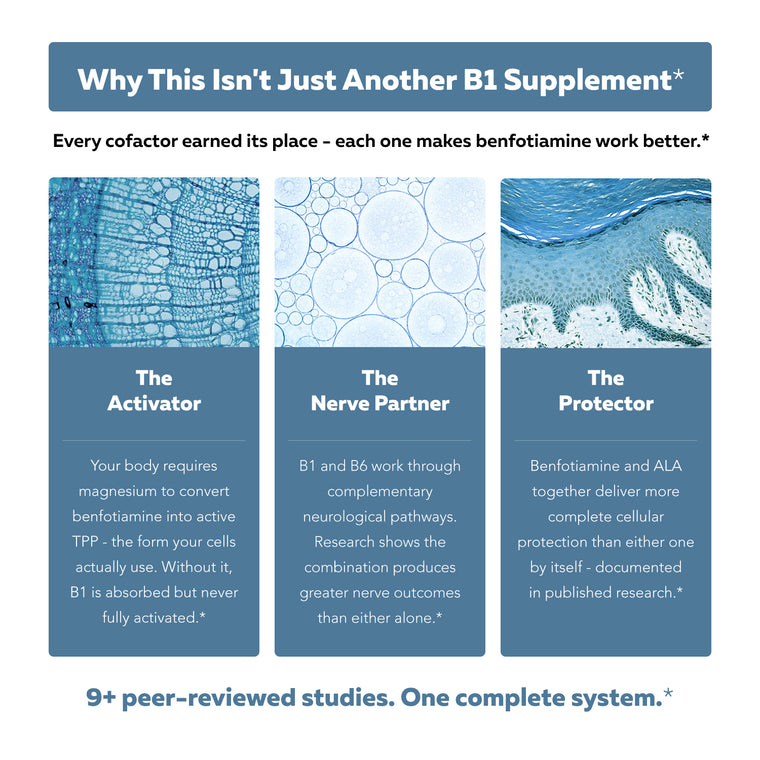 BioActive B1 graphic explaining cofactor roles: magnesium as activator, B6 as nerve partner, and ALA as protector