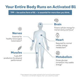 BioActive B1 diagram of human body showing activated TPP supporting brain, nerves, muscles, heart, and metabolism