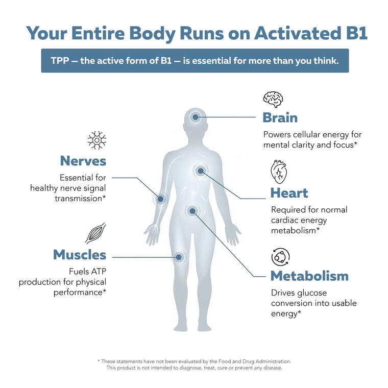 BioActive B1 diagram of human body showing activated TPP supporting brain, nerves, muscles, heart, and metabolism