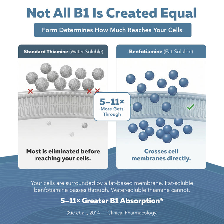 Diagram comparing water-soluble standard thiamine to fat-soluble benfotiamine crossing cell membranes for 5-11x absorption