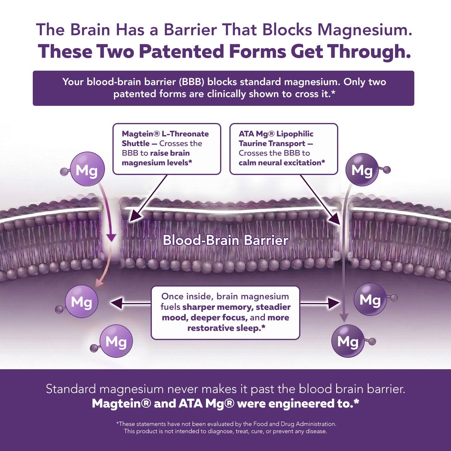 Mental-Mag blood-brain barrier diagram showing Magtein and ATA Mg crossing patented pathways