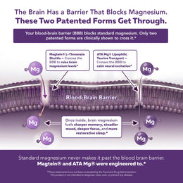 Mental-Mag blood-brain barrier diagram showing Magtein and ATA Mg crossing patented pathways