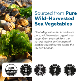 Plant Magnesium supplement highlighting its source from pure wild-harvested sea vegetables. The left side features a close-up photo of green sea lettuce and other wild greens among natural pebbles.