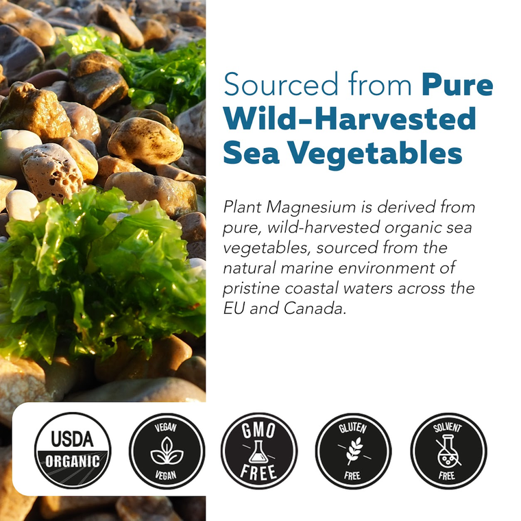 Plant Magnesium supplement highlighting its source from pure wild-harvested sea vegetables. The left side features a close-up photo of green sea lettuce and other wild greens among natural pebbles.