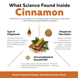 SoActive Cinnamon diagram showing three bioactive compound classes: Type-A polyphenols, fiber matrix, and essential oils