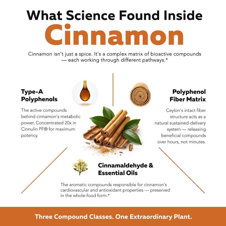 SoActive Cinnamon diagram showing three bioactive compound classes: Type-A polyphenols, fiber matrix, and essential oils