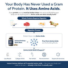 Amino acids vs protein digestion diagram — body uses amino acids as building blocks for muscle, skin, and metabolic support
