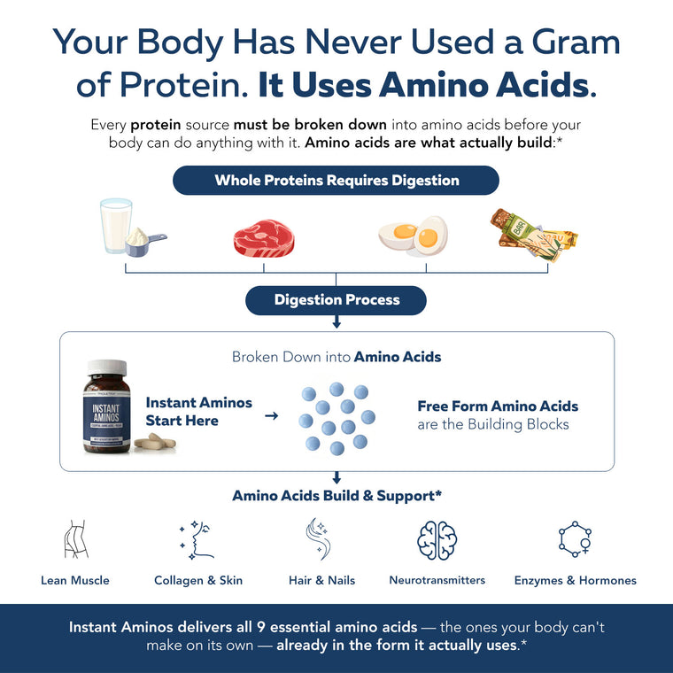 Amino acids vs protein digestion diagram — body uses amino acids as building blocks for muscle, skin, and metabolic support