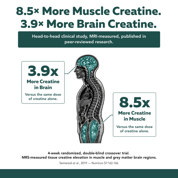 8.5x more muscle and 3.9x more brain creatine versus creatine alone — Creatine Reserve clinical data
