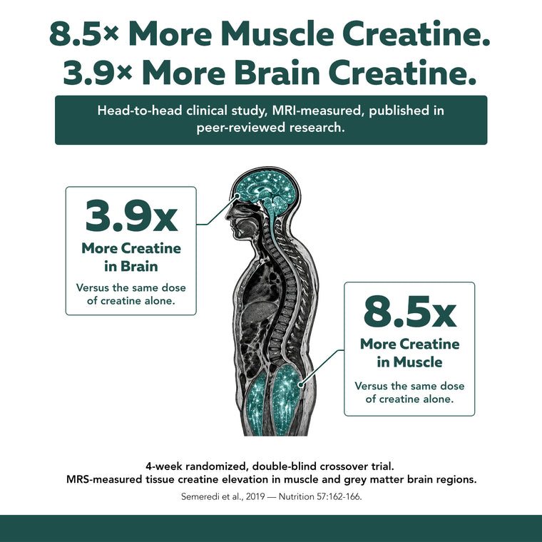 8.5x more muscle and 3.9x more brain creatine versus creatine alone — Creatine Reserve clinical data