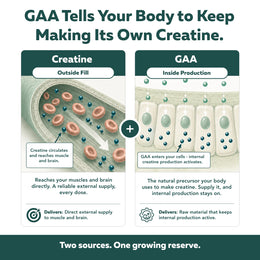 Creatine Reserve diagram showing two sources: creatine delivers outside fill, GAA keeps internal production active (112 characters)
