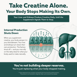 Diagram explaining how supplementing creatine alone signals the liver and kidneys to stop internal creatine production