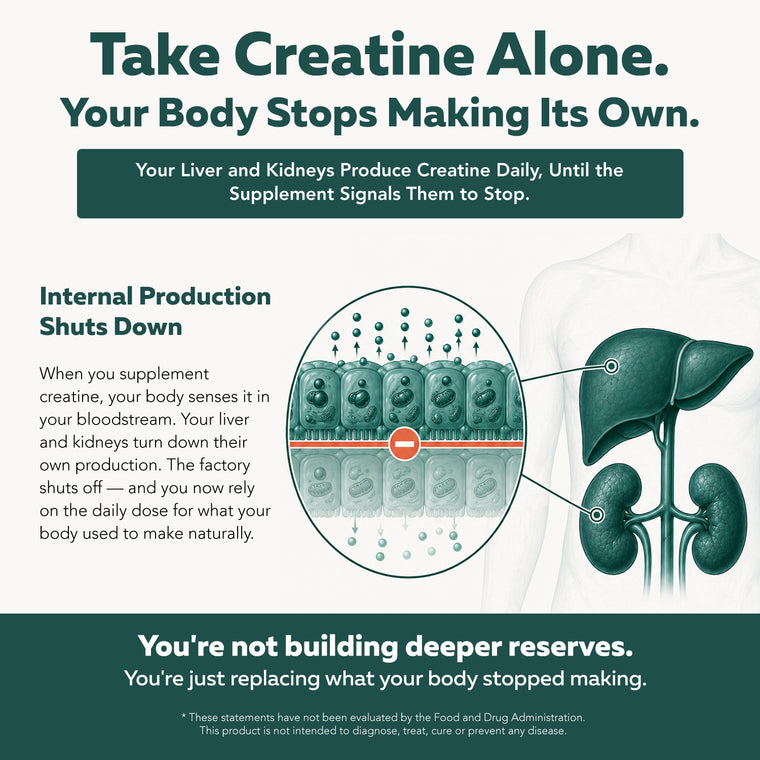 Diagram explaining how supplementing creatine alone signals the liver and kidneys to stop internal creatine production