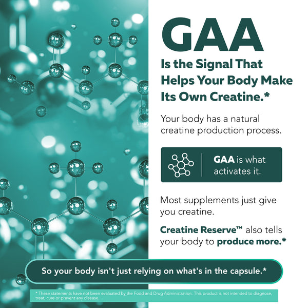 GAA precursor mechanism showing how guanidinoacetic acid supports the body’s natural creatine production