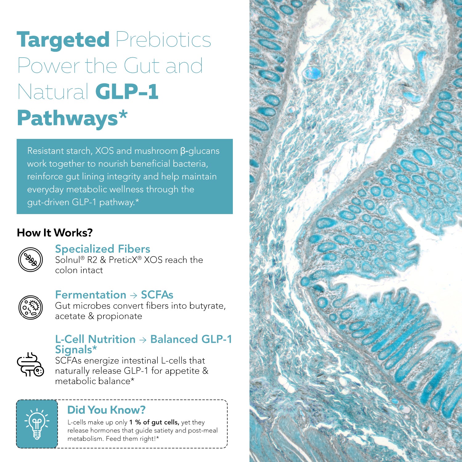 GLP-Pre prebiotic fibers supporting the natural GLP-1 pathway through resistant starch, XOS and mushroom beta glucans that ferment into SCFAs to nourish intestinal L-cells and metabolic balance