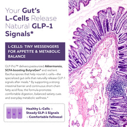 GLP-Pro probiotic and postbiotic formula supporting intestinal L-cells that release natural GLP-1 signals using Akkermansia muciniphila, ButyraGen butyrate and Bacillus spore probiotics