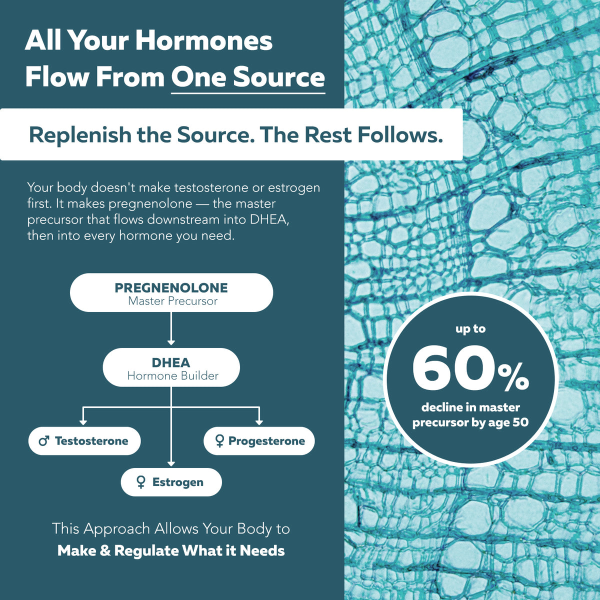 HormonIQ diagram showing the hormone cascade from master precursor pregnenolone to DHEA, testosterone, and estrogen
