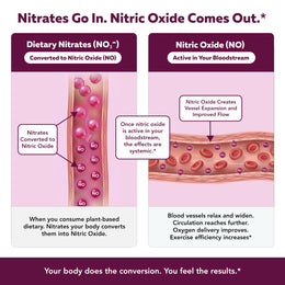 Diagram showing dietary nitrates converting to active nitric oxide in the bloodstream, causing blood vessels to widen