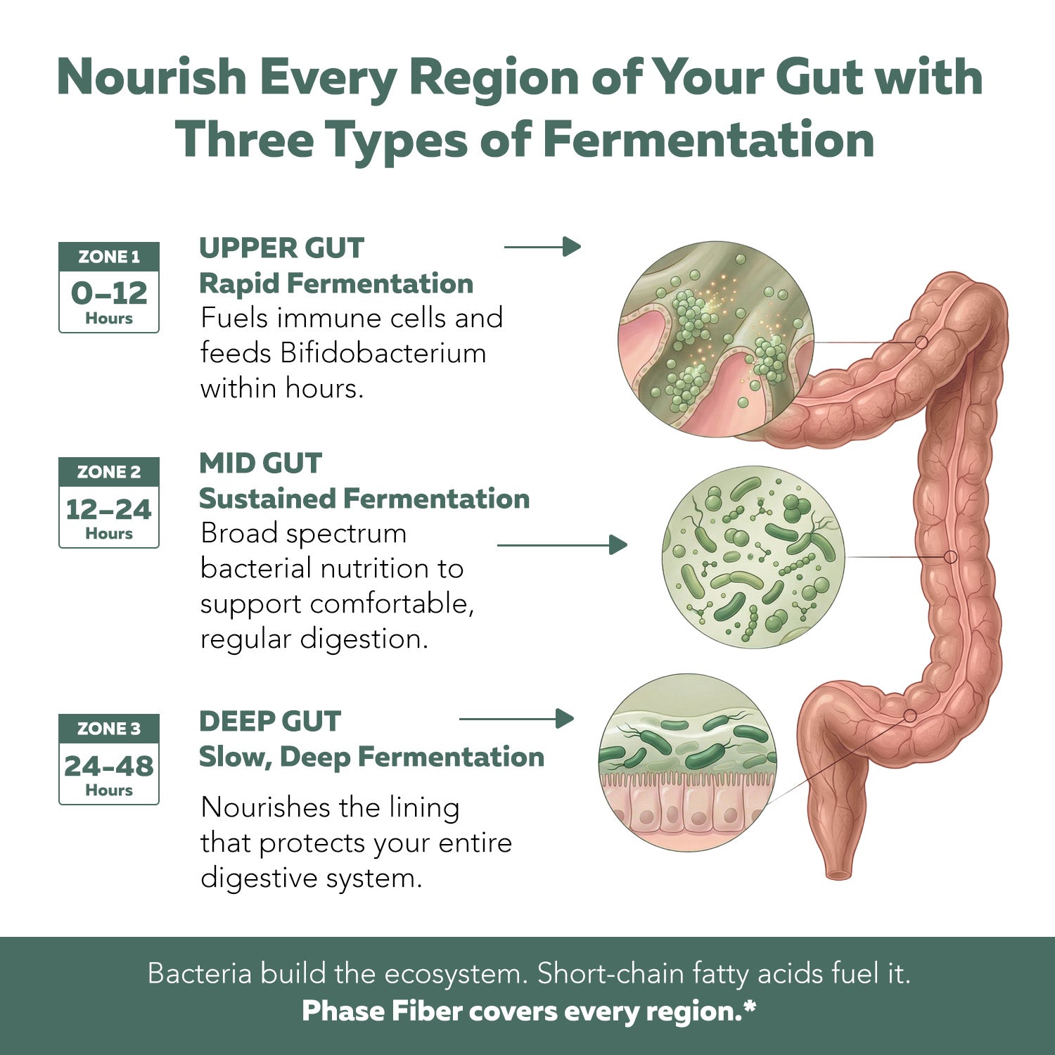 Triple-Phase Fermentation diagram showing upper gut, mid gut, and deep gut microbiome nourishment over 48 hours