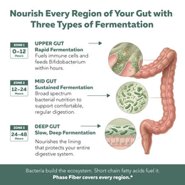 Triple-Phase Fermentation diagram showing upper gut, mid gut, and deep gut microbiome nourishment over 48 hours