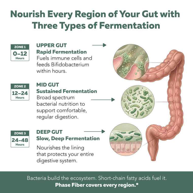 Triple-Phase Fermentation diagram showing upper gut, mid gut, and deep gut microbiome nourishment over 48 hours