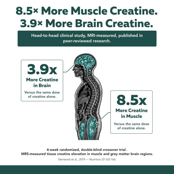 Clinical study infographic showing Triquetra Creatine Reserve increased muscle creatine levels by 8.5x and brain creatine levels by 3.9x compared to creatine monohydrate alone for strength, cognition, and energy support