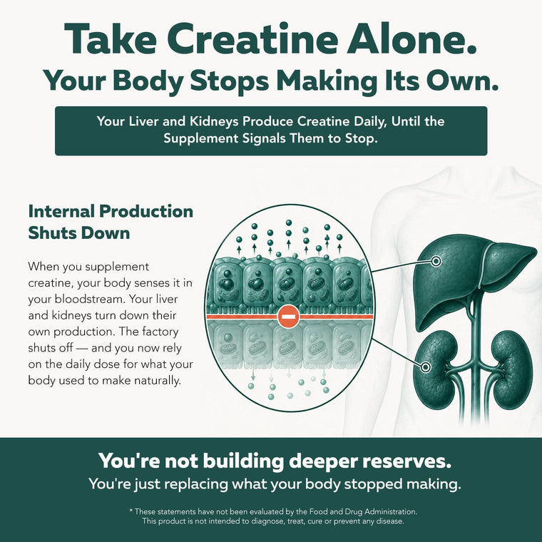 Infographic explaining how creatine supplementation alone can reduce natural creatine production while Triquetra Creatine Reserve with GAA supports internal creatine synthesis, muscle energy, brain energy, and whole-body creatine reserves