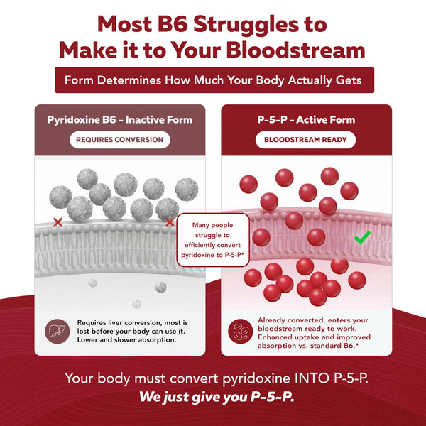 Vitamin B6 comparison chart showing pyridoxine inactive form versus P-5-P active form and bloodstream absorption differences
