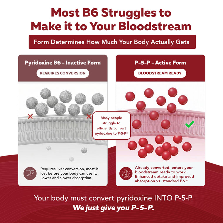 Vitamin B6 comparison chart showing pyridoxine inactive form versus P-5-P active form and bloodstream absorption differences