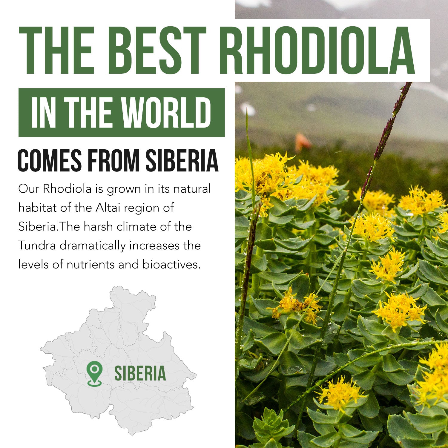 Siberian Rhodiola (Rhodiola Rosea Extract)